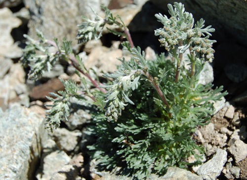  / Artemisia genipi