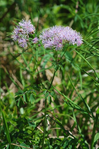 Akeleiblättrige Wiesenraute / Thalictrum aquilegiifolium