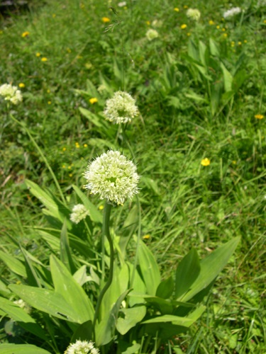 Alpine Leek / Allium victoralis
