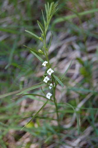 Linaiola alpina / Thesium alpinum