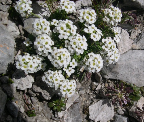 Iberidella alpina / Pritzelago alpina