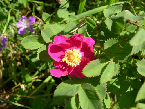Rosier des Alpes / Rosa pendulina