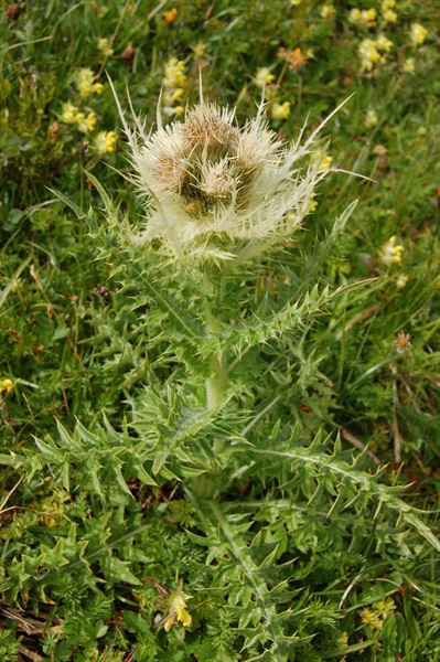 Alpen-Kratzdistel / Cirsium spinosissimum