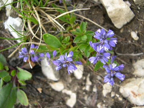 Alpine Milkwort / Polygala alpina