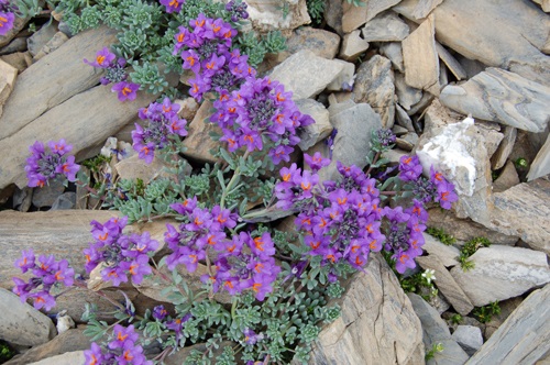 Linaire des Alpes / Linaria alpina ssp. alpina