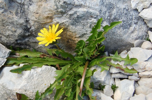 Tarassaco alpino / Taraxacum alpinum