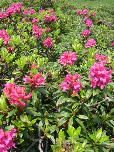 Alpenrose / Rhododendron ferrugineum