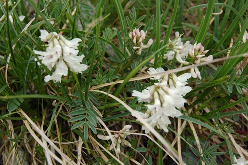 Astragalo alpino / Astragalus alpinus