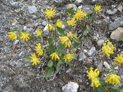 Alpen-Wundklee / Antyllis vulneraria ssp.alpestris