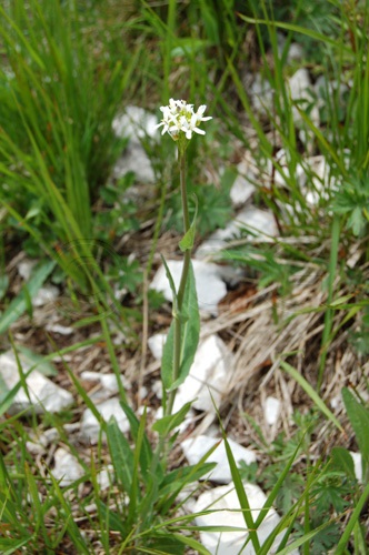  / Fourraea alpina
