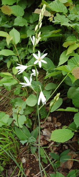 Anthéric à fleurs de lis / Anthericum liliago