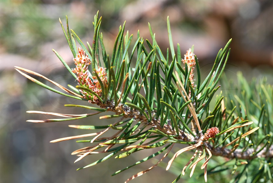 Pino uncinato / Pinus mugo ssp. uncinata