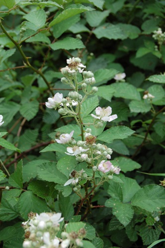 Berg-Brombeere / Rubus montanus
