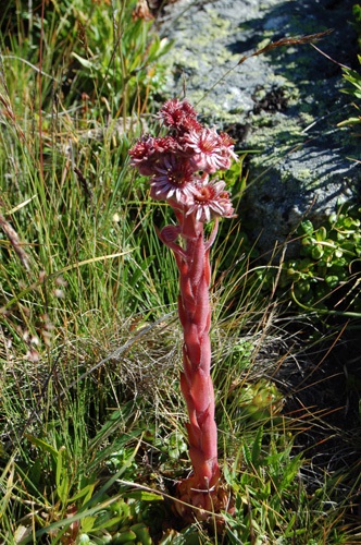Alpen-Hauswurz / Sempervivum tectorum ssp. alpinum