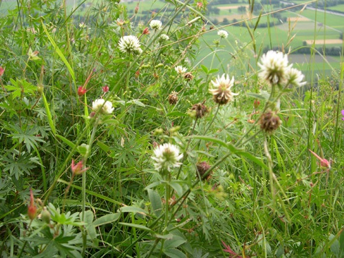 Bergklee / Trifolium montanum