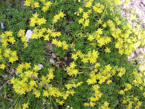 Yellow Saxifrage / Saxifraga aizoides