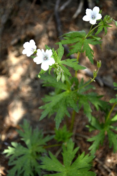 Géranium blanc / Geranium rivulare
