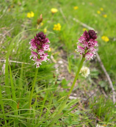 Orchis brulée / Orchis ustulata