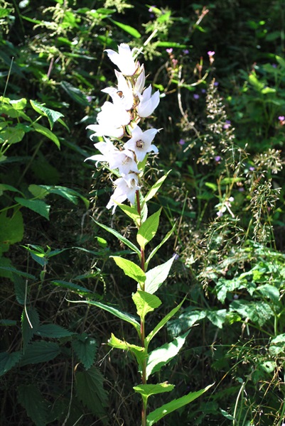Breitblättrige Glockenblume / Campanula latifolia