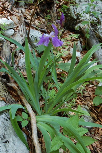 Cengio-Alto-Schwertlilie / Iris pallida ssp. cengialti