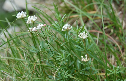 Deutscher Backenklee / Dorycnium pentaphyllum ssp. germanicum