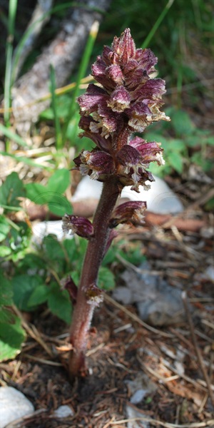 Thistle Broomrape / Orobanche reticulata
