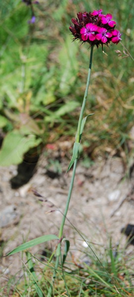 Oeillet pourpre foncé / Dianthus carthusianorum ssp. atrorubens