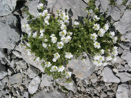 Céraiste des Alpes / Cerastium alpinum