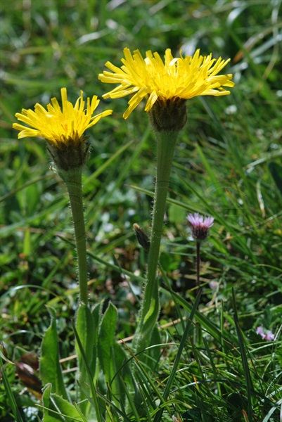 Costolina alpina / Hypochoeris uniflora