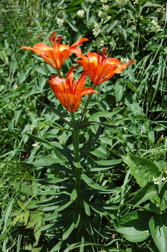 Orange Lily / Lilium bulbiferum ssp.croceum