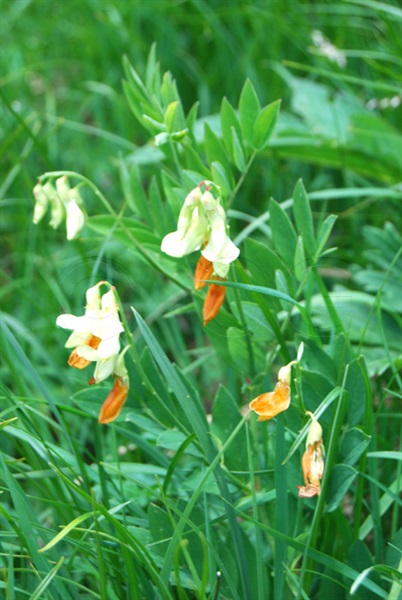 Gelbe Berg-Platterbse / Lathyrus occidentalis