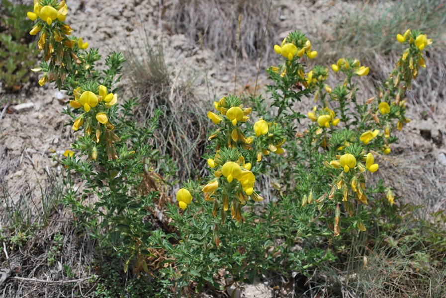 Bugrane jaune / Ononis natrix