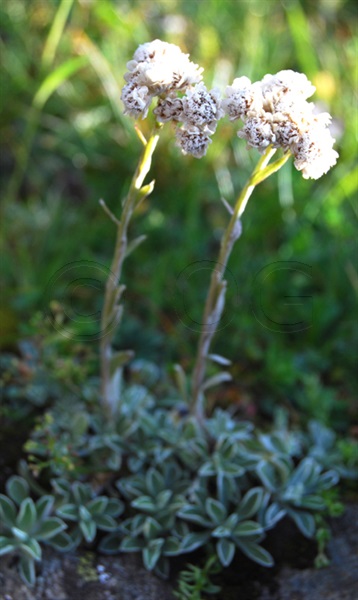 Gemeines Katzenpfötchen (männliche Pflanze) / Antennaria dioica