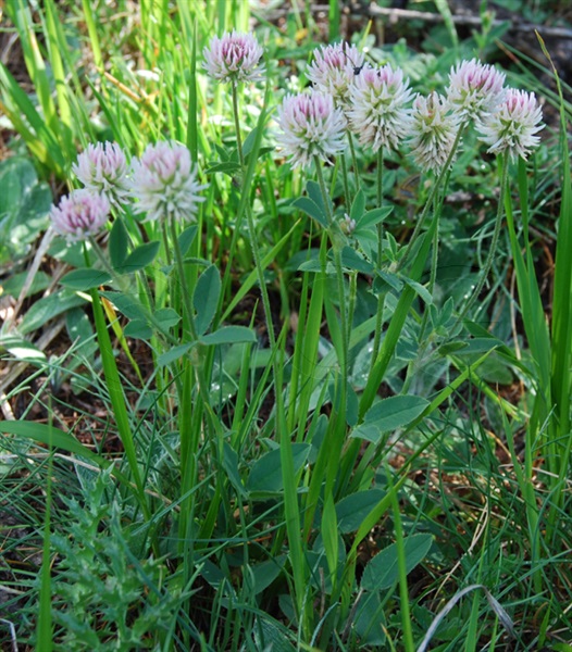 Gewöhnlicher Bastard-Klee (Schweden-Klee) / Trifolium hybridum ssp. hybridum