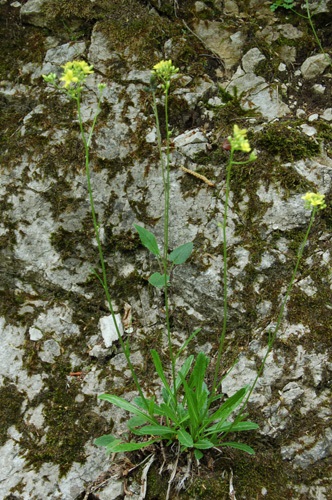 Lunetière lisse / Biscutella laevigata ssp.lucida