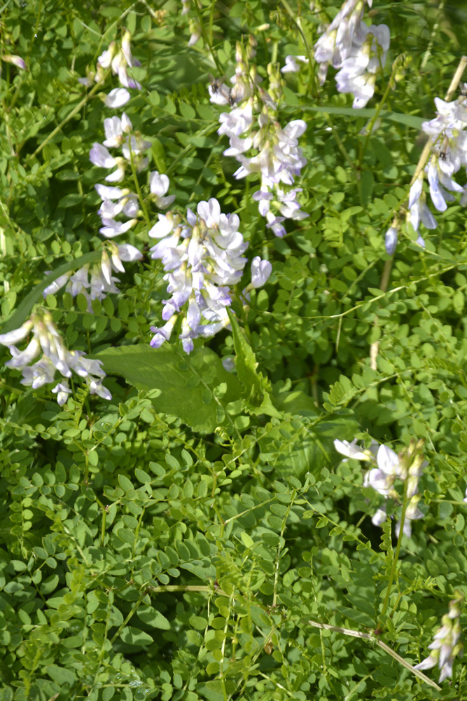 Astragale à fleurs pendantes / Astragalus frigidus