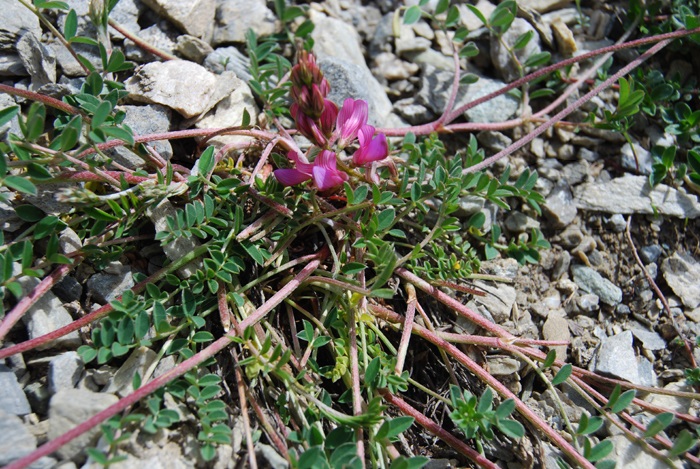 Astragalo biancheggiante / Astragalus incanus