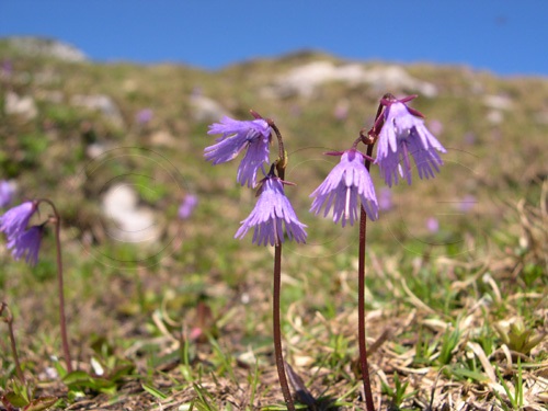 Grosses Alpenglöcklein / Soldanella alpina