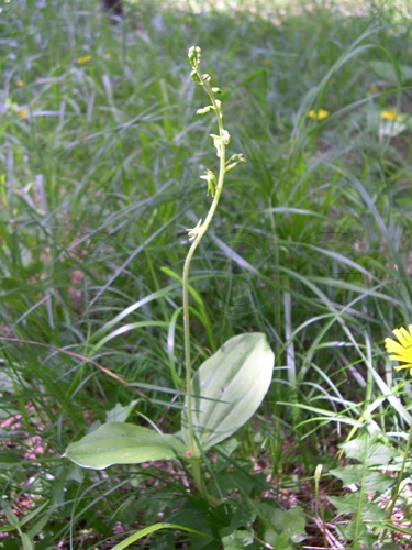 Common Twayblade / Listera ovata