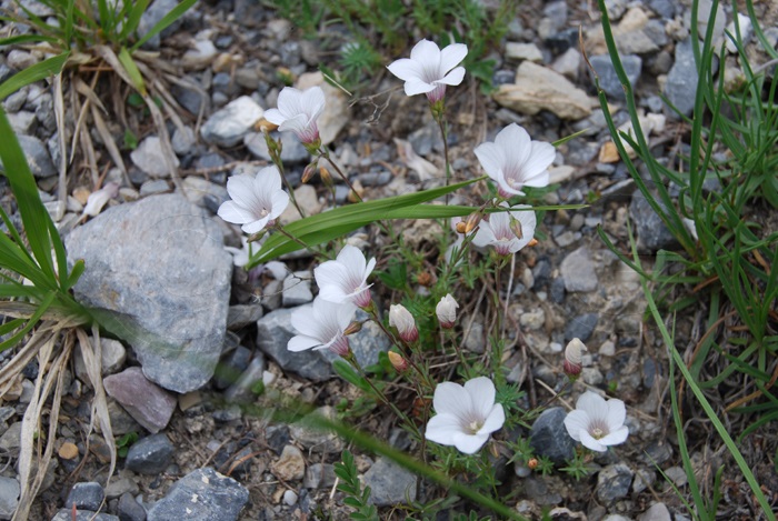 Lino suffruticoso / Linum suffruticosum ssp. appressum