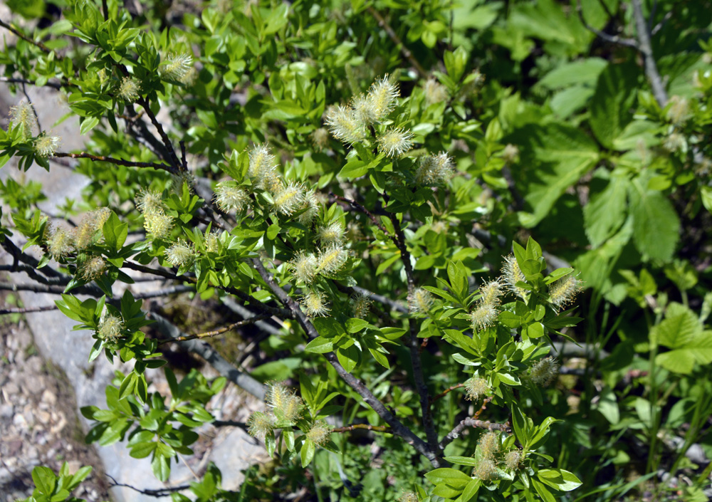  / Salix x hegetschweileri 
(Salix bicolor x myrsinifolia)