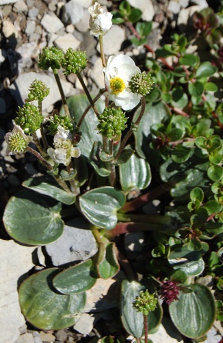 Renoncule à feuilles de parnassie / Ranunculus parnassifolius