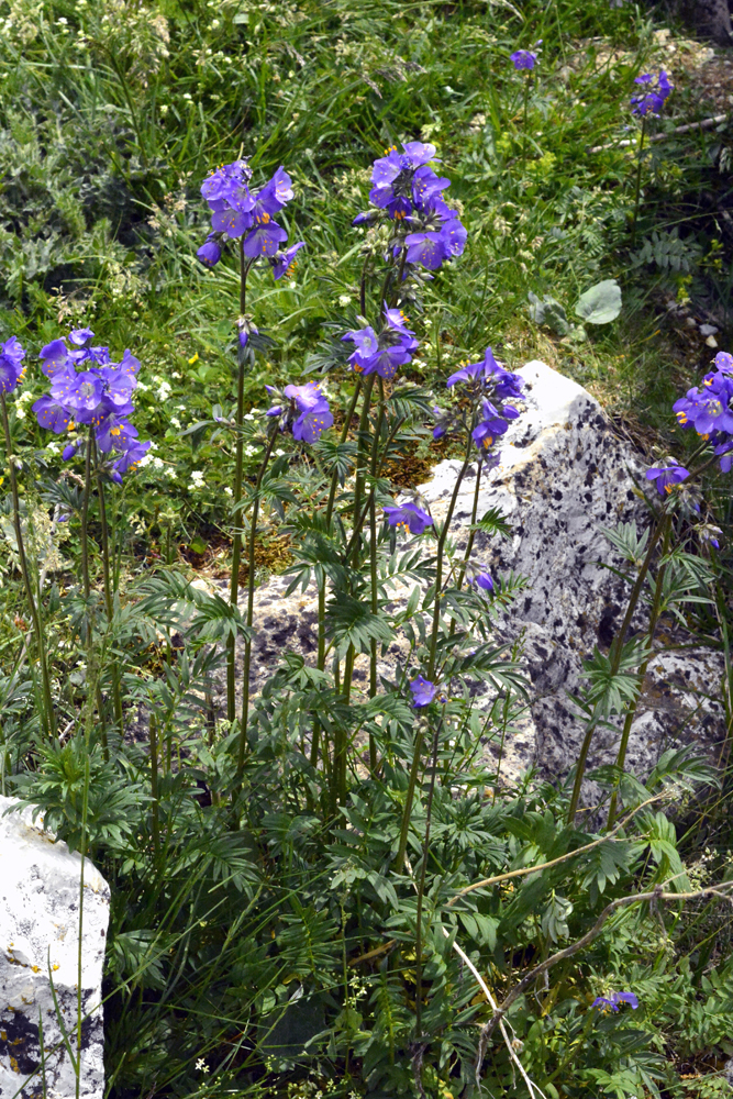 Himmelsleiter, Blaues Sperrkraut / Polemonium caeruleum