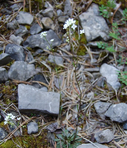 Kärntner Felsenblümchen / Draba siliquosa