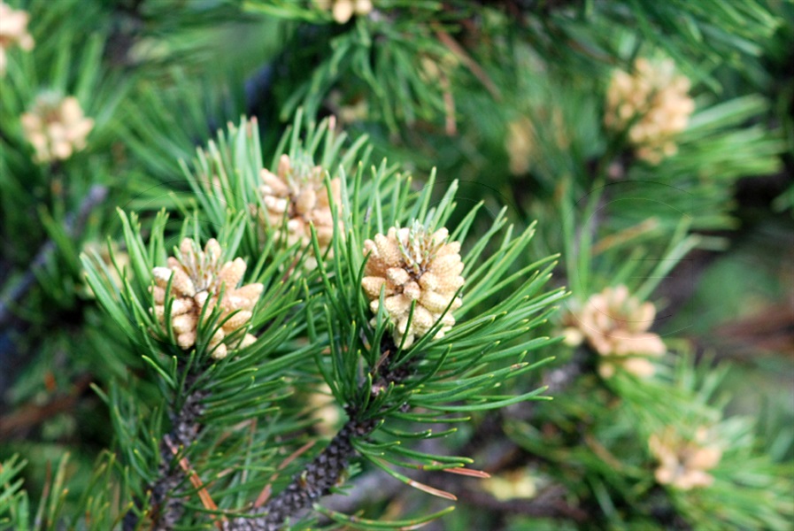 Pino mungo, Parancio / Pinus muge ssp. mugo