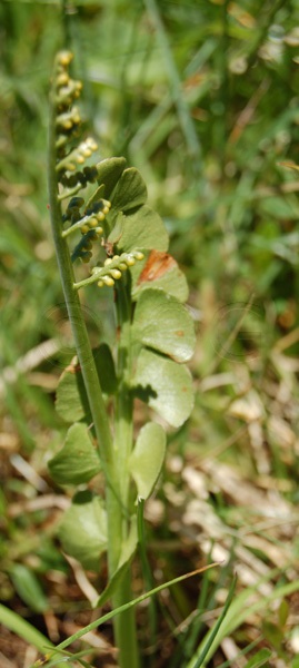 Botricchio lunaria / Botrychium lunaria