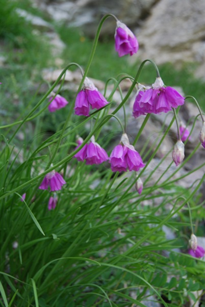 Piemonteser Lauch, Narzissenblütiger Lauch / Allium narcissiflorum
