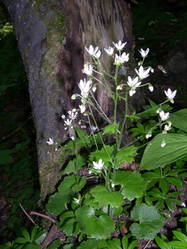 Rundblättriger Steinbrech / Saxifrage rotundifolia