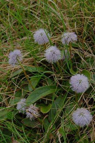 Schaft-Kugelblume, Nacktstänglige Kugelblume / Globularia nudicaulis