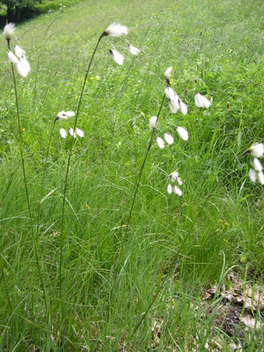 Common Cottongrass / Eriophorum augustifolium